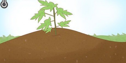 Odlar papaya