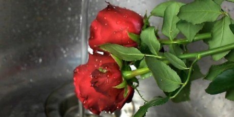 Gör parfym av rosenblad