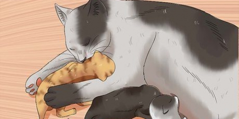 Ge bort nyfödda kattungar