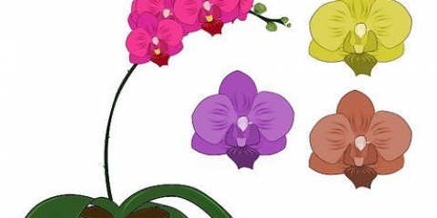 Phalenopsis orkidéer (fjärilsorkidéer) vård