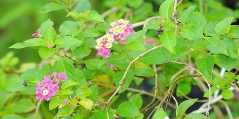 Plantera sticklingar