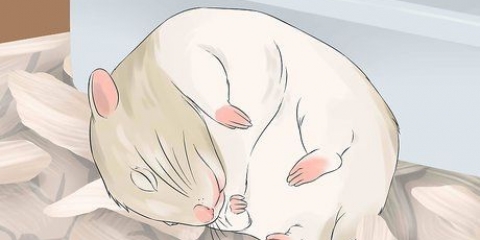 Ha kul med din hamster