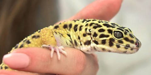 Ha kul med din pantergecko