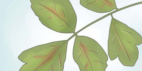 Desarmerande poison oak