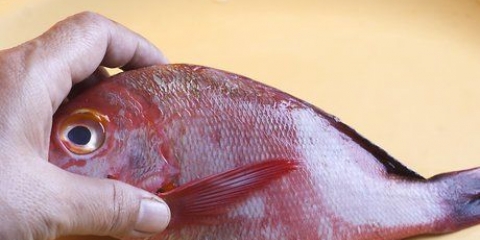 Förbered röd snapper