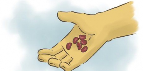 Odla röda kidneybönor