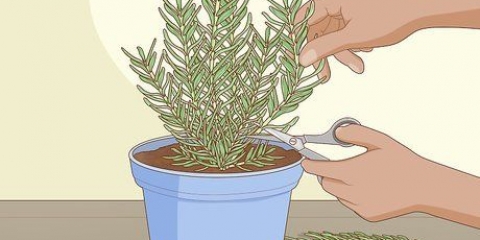 Plantering, skötsel och skörd av rosmarin