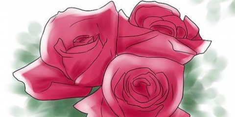 Växande rosor
