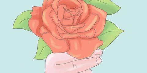 Plantera rosor