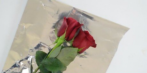 Håller rosor fräscha