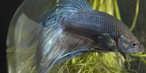 Uppfödning av siamesisk kampfisk