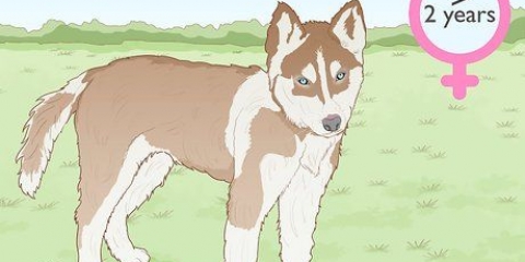 Uppfödning av siberian huskies
