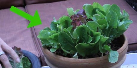 Odla sallad inomhus