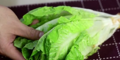 Hålla sallad färsk