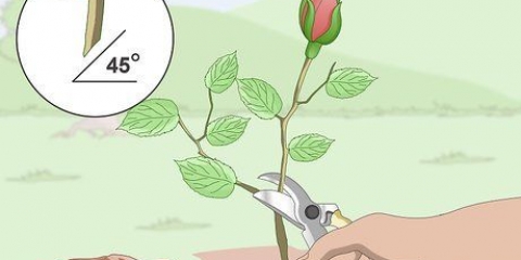 Ta sticklingar från rosor