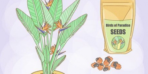 Odling av strelitzia