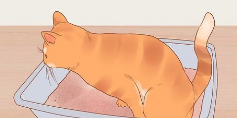 Minska stress hos katter