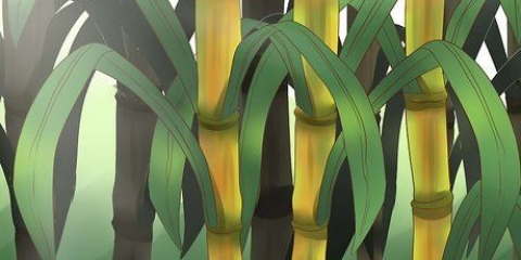 Plantera sockerrör