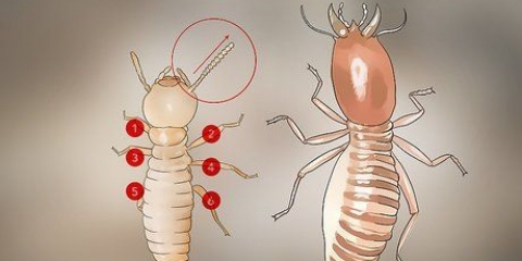 Identifiera termitlarver