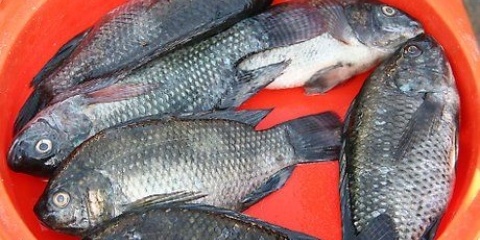 Grilla tilapia