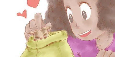 Tips för att ta hand om din sugar glider