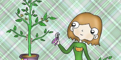 Beskärning av tomatplantor