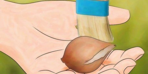 Förvaring av tulpanlökar