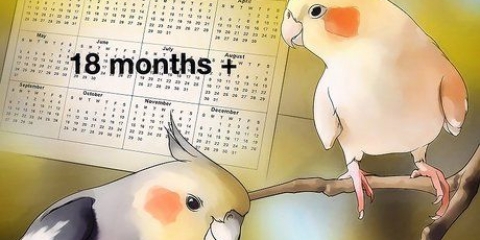 Uppfödning av cockatiels