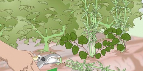 Bli av med japansk knotweed