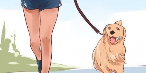 Älska din hund