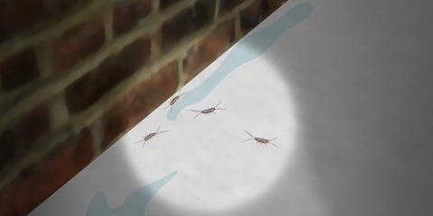 Bli av med silverfiskar