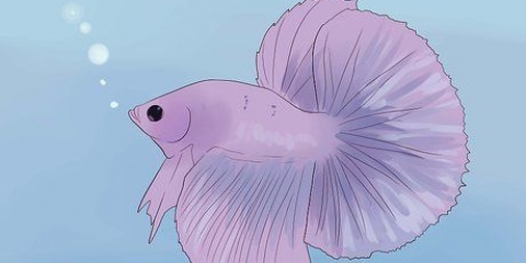 Avgöra om din betta-fisk är sjuk
