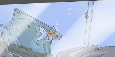 Avgöra om din fisk är död