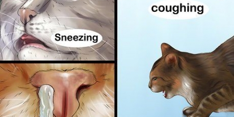 Behandla en förkylning hos en katt