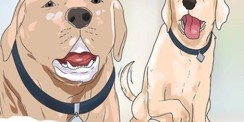 Bygga förtroende med en misshandlad hund