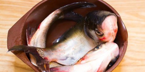 Förbered fisken
