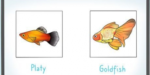 Mata fisk