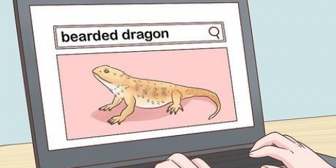Att ta hand om en skäggig drake