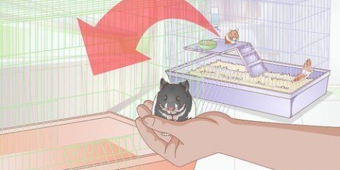 Ta hand om en hamster som är sjuk eller döende