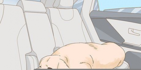 Ta hand om en hund som kastreras