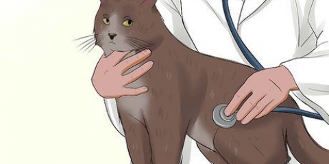 Ta hand om en katt med felv