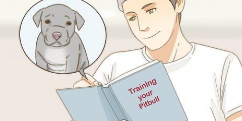 Ta hand om en pitbulvalp