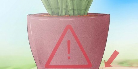 Att ta hand om en sansevieria