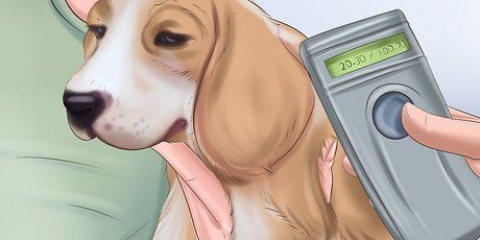 Ta hand om en vanvårdad hund