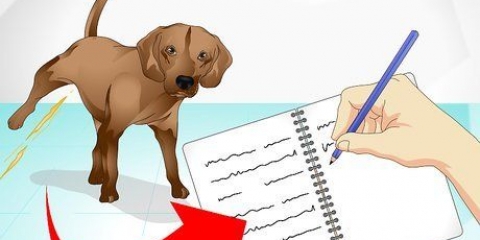 Ta hand om en sjuk hund
