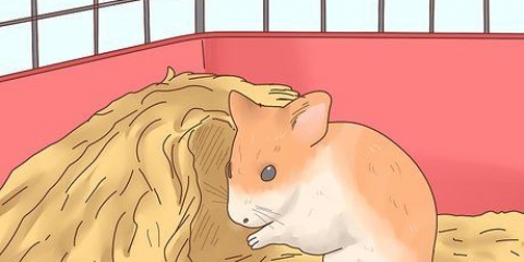 Ta hand om hamsterbebisar