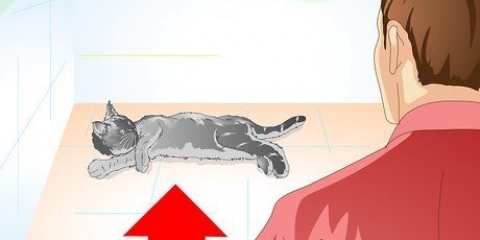 Ta hand om din katt efter kastrering eller kastrering