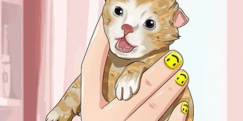 Ta hand om föräldralösa kattungar under tre veckor gamla