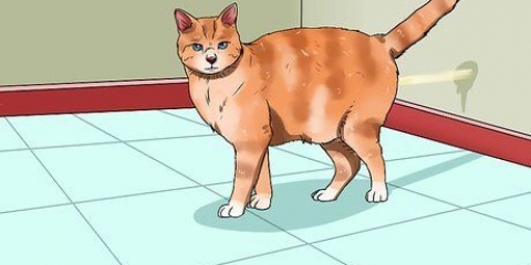 Förhindra din katt från att kissa i huset