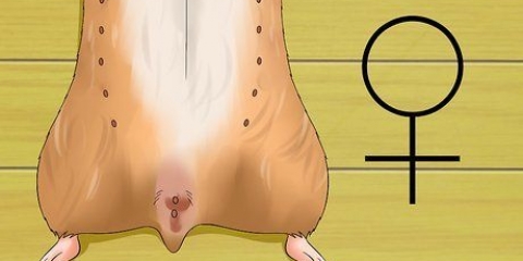 Att veta om din hamster är gravid